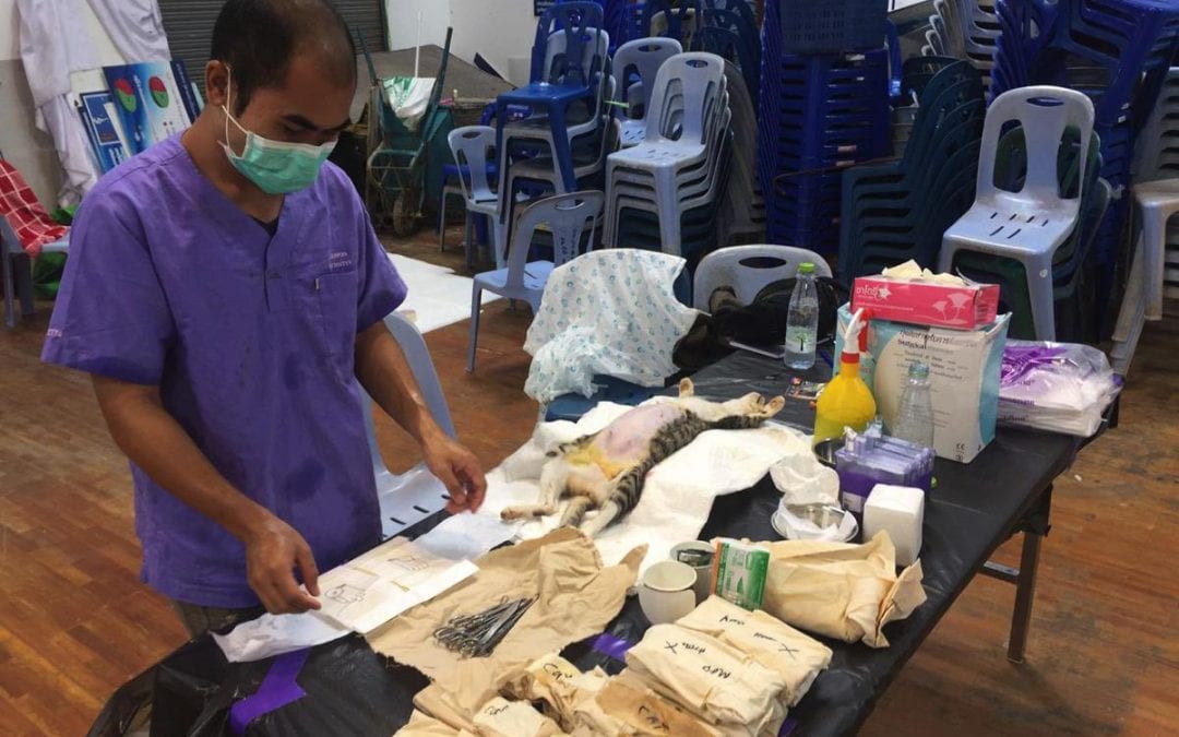 300+ animals sterilised & treated in 5 days – our latest Mobile Clinic