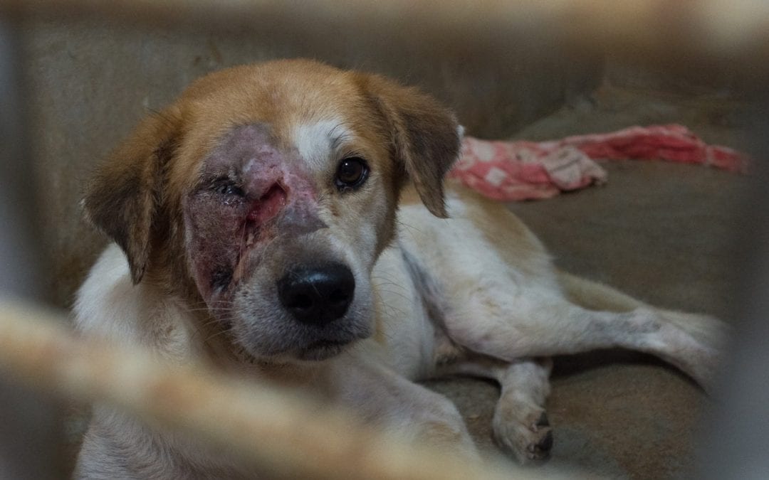 SAVE THEM FROM THE TORTURE.