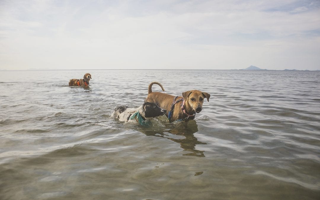 Join the Rescue Animals for Sunday FUNday