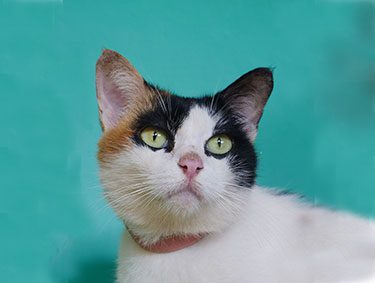 1.-Bee-P-Web-May-25 adopt a cat