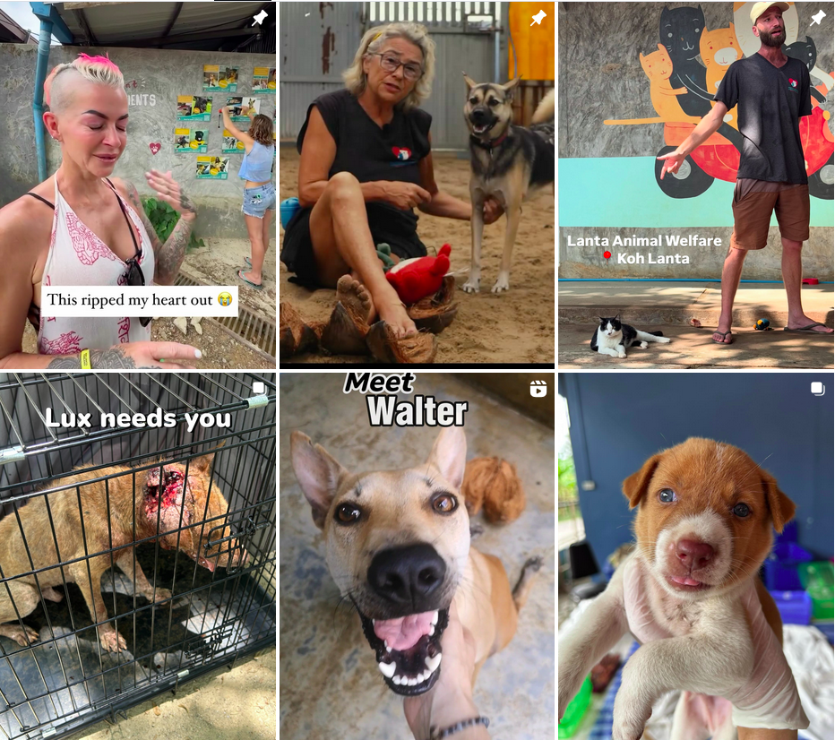 LAW Instagram Lanta Animal Welfare Instagram Feed